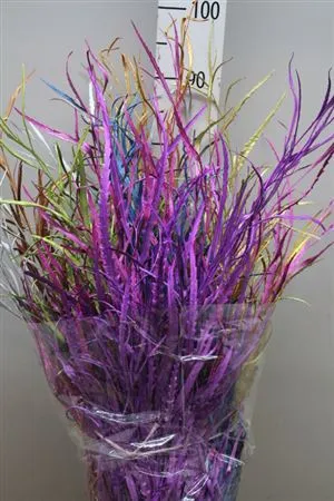Grevilea Mixed • 90 cm