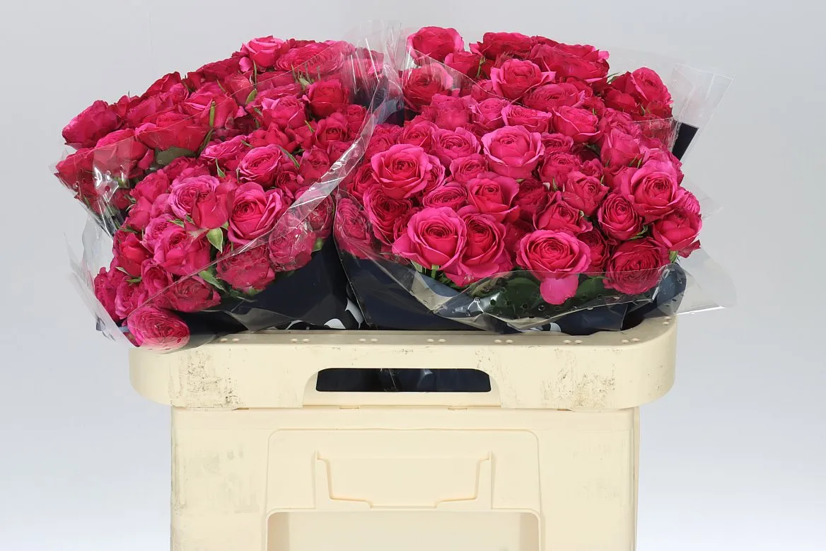 Rosa Tr Carrie • 60 cm