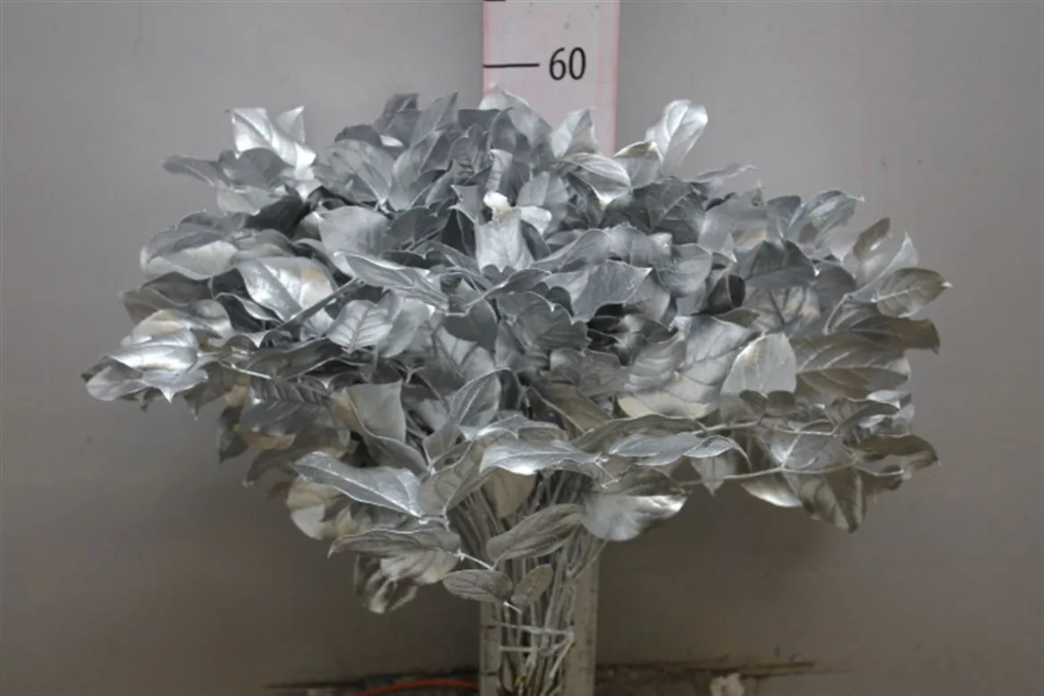 Salal Tips Silver • 45 cm
