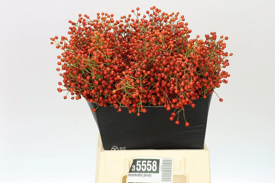 Šípky Plenty • 50 cm