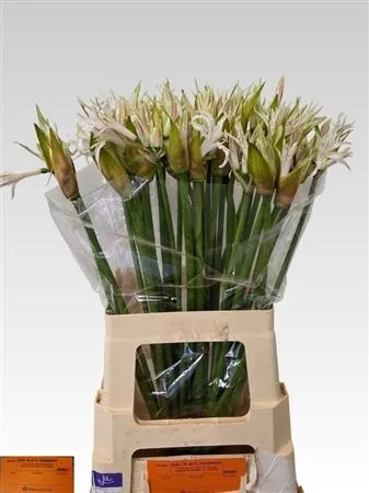 Nerine Bo White Tiger • 70 cm