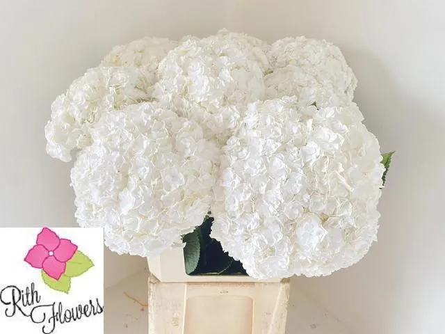 Hydr M Royal Highnes • 80 cm