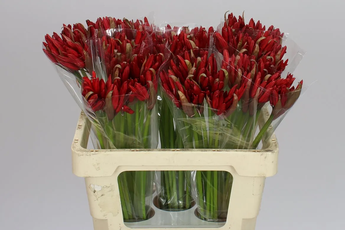 Nerine Sa Lydia • 50 cm