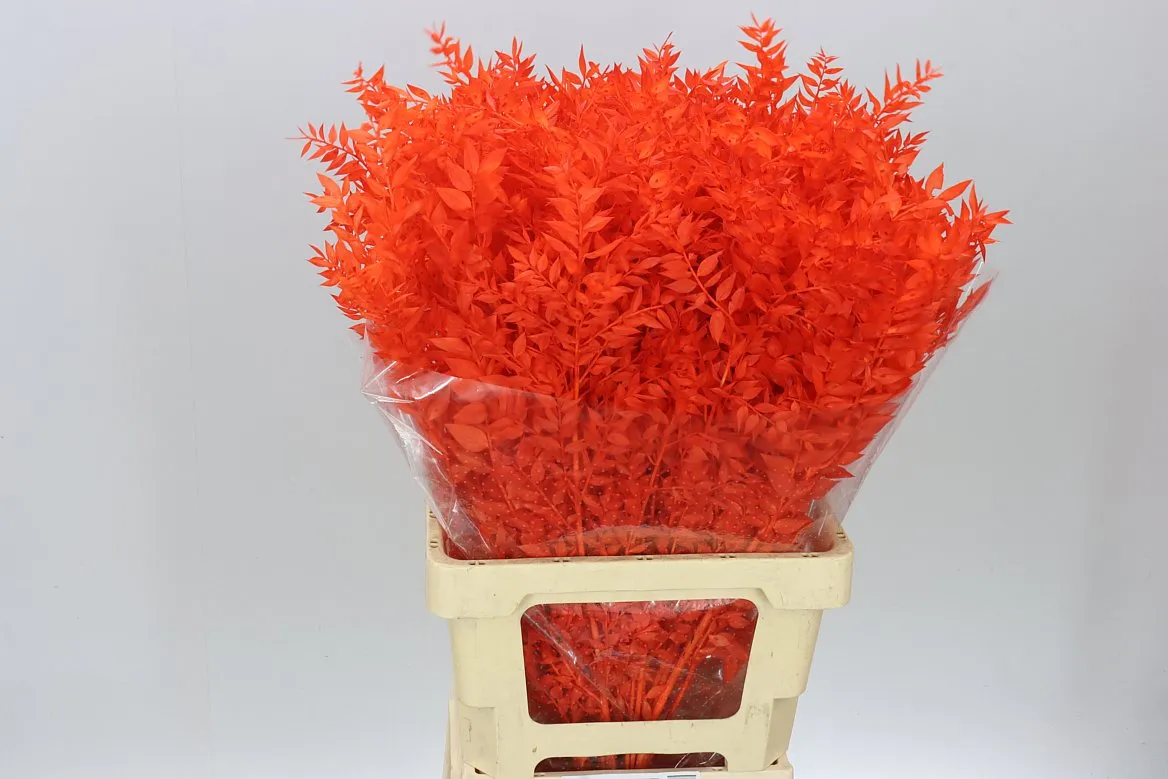 Ruscus Orange, sušené • 70 cm