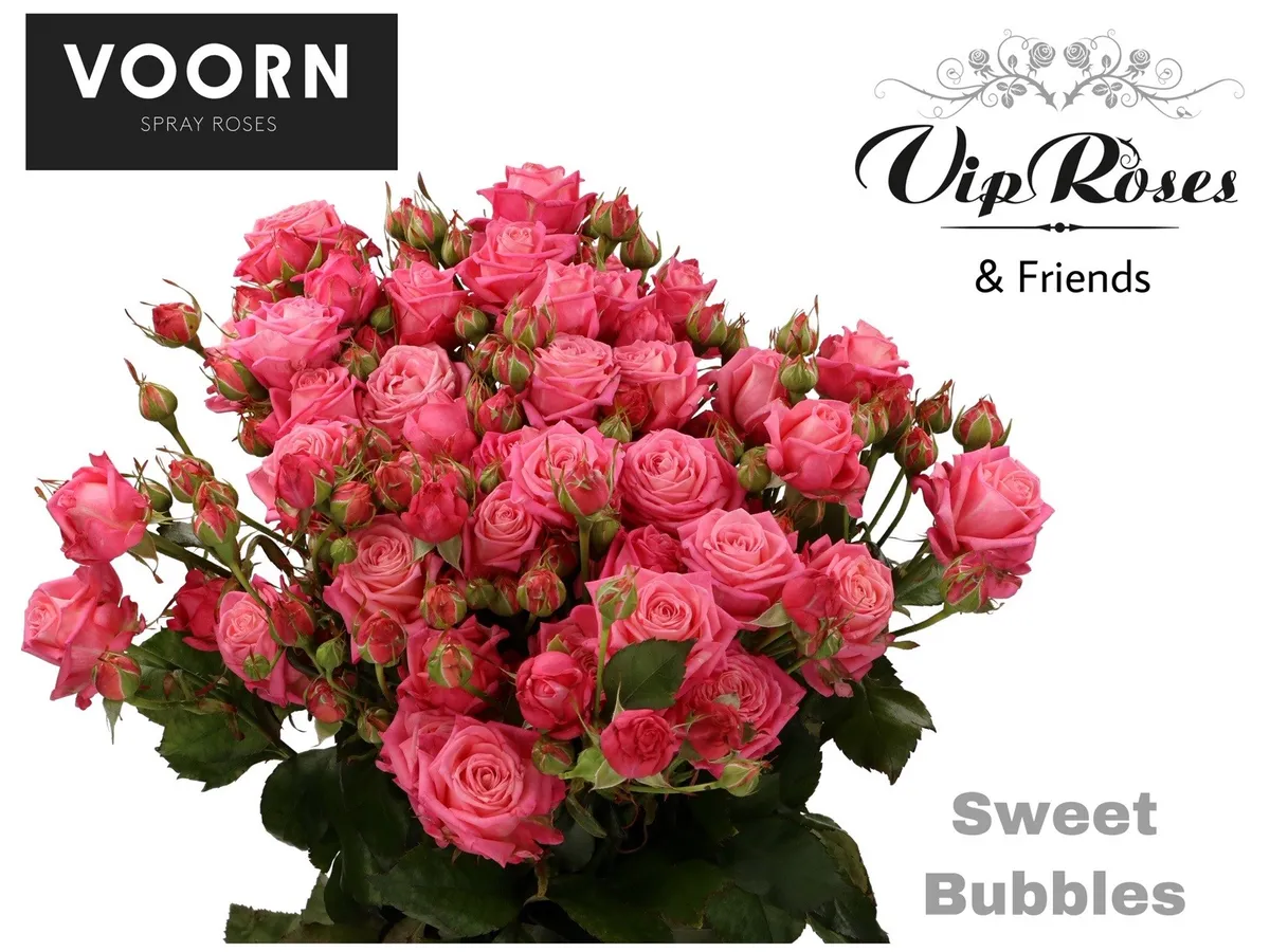 Ruža trsová Sweet Bubbles • 60 cm