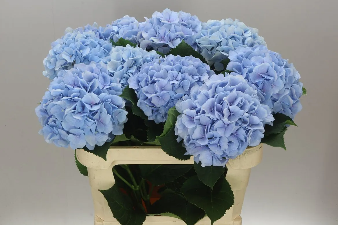Hyd Verena Blue Pale • 80 cm