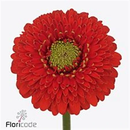 Germini Pomponi Amore • 45 cm