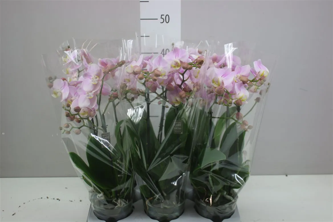 Orchidea Phalaenopsis Mtfl Angel Eyes, 2 výhony • črepník 12 cm