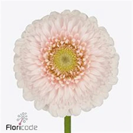 Germini Pomponi Sweetness • 45 cm