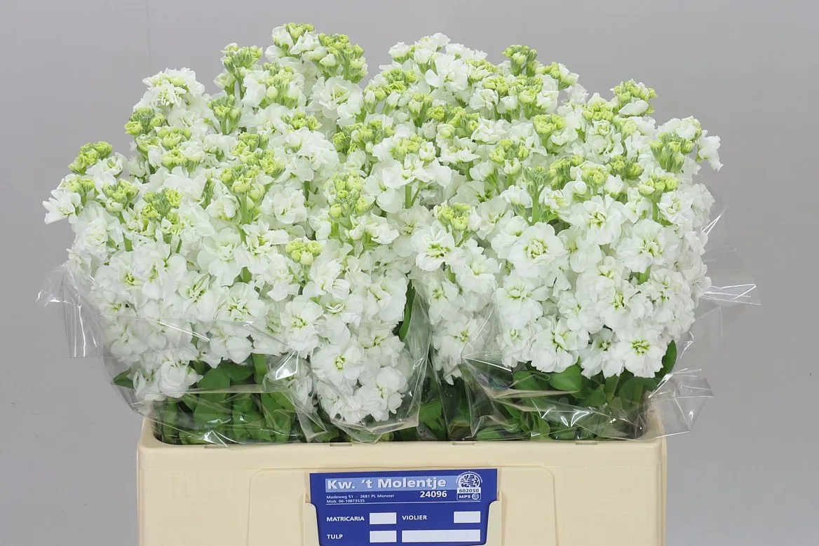 Matthiola White • 60 cm
