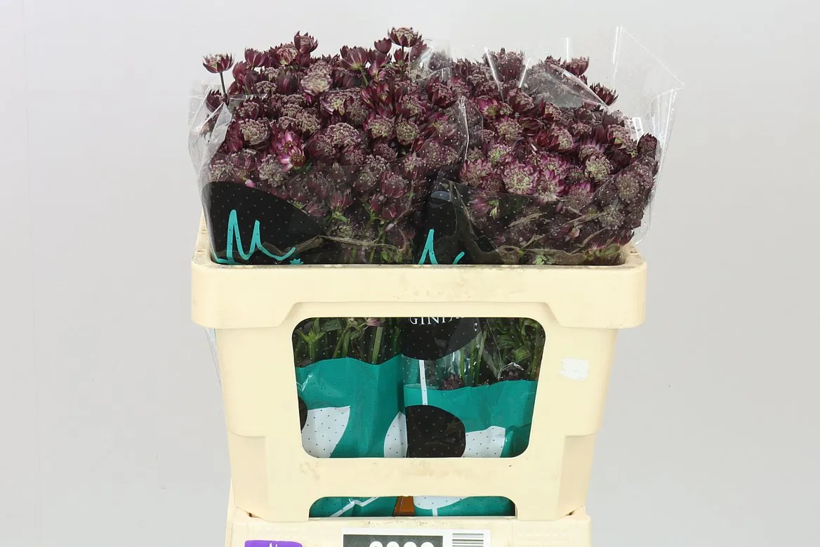 Astrantia Star Of Love • 50 cm