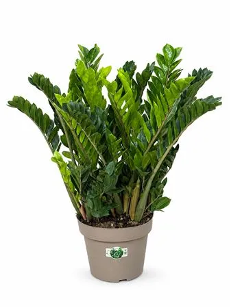 Zamioculcas 16+ Xl • črepník 31 cm