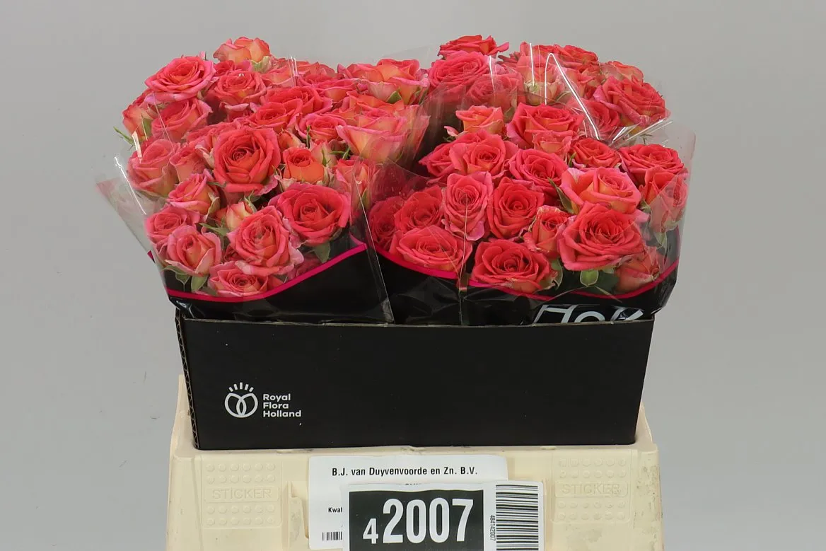 Rosa Tr Chimo • 40 cm