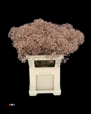 Gypsofila Xlence Copper • 80 cm