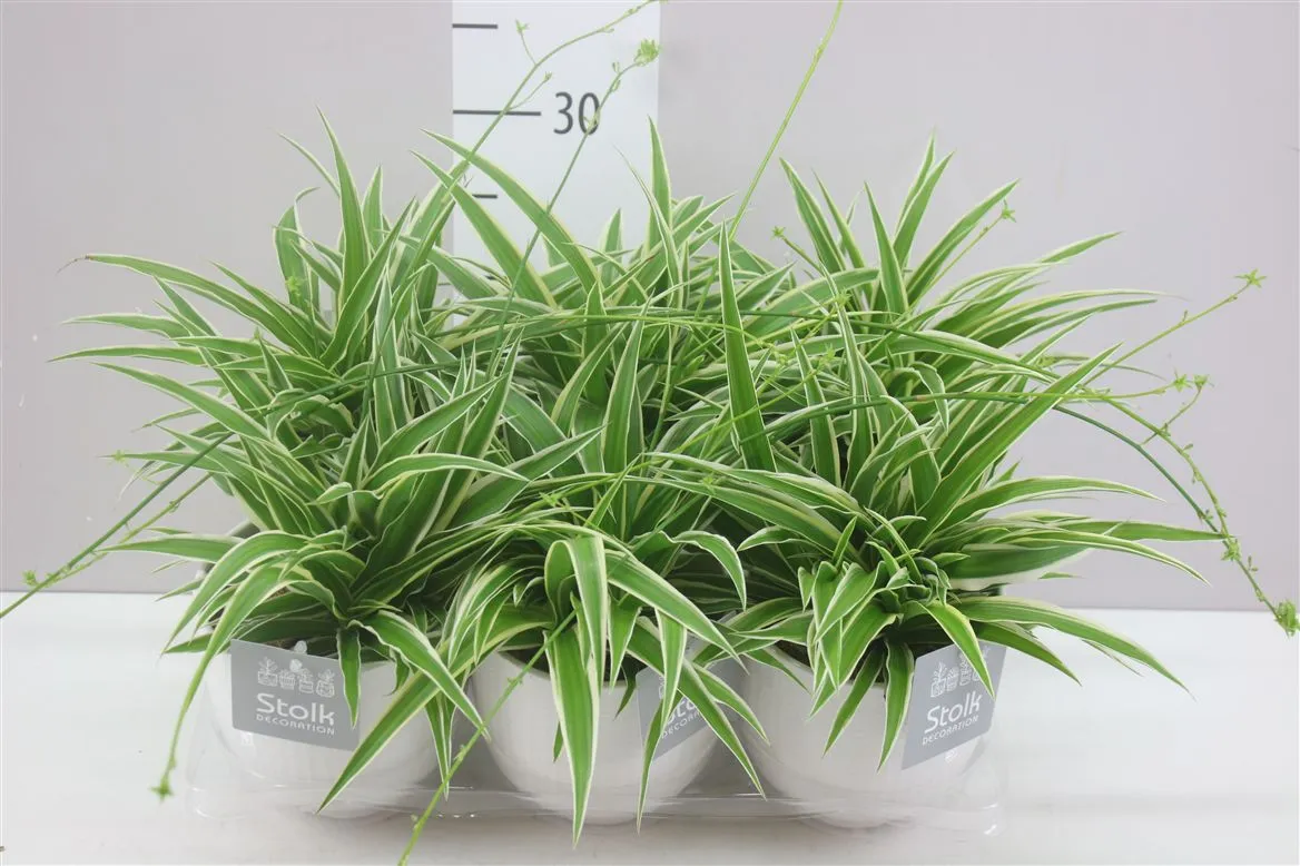 Chlorophytum Co Ocean Liv Keramiek • črepník 13 cm