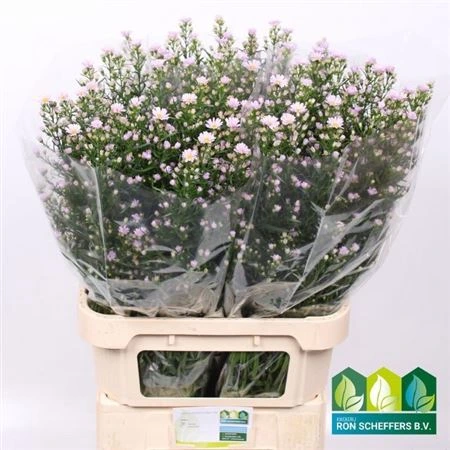 Aster Claudia • 90 cm