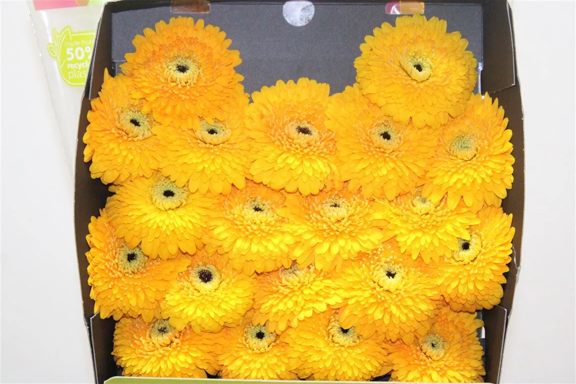 Germini Diamond P Honeydew • 55 cm