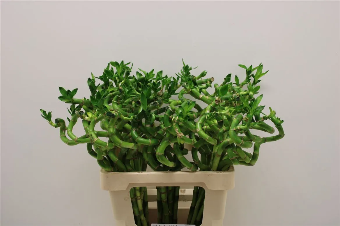 Lucky Bamboo Twisted + Toef • 60 cm