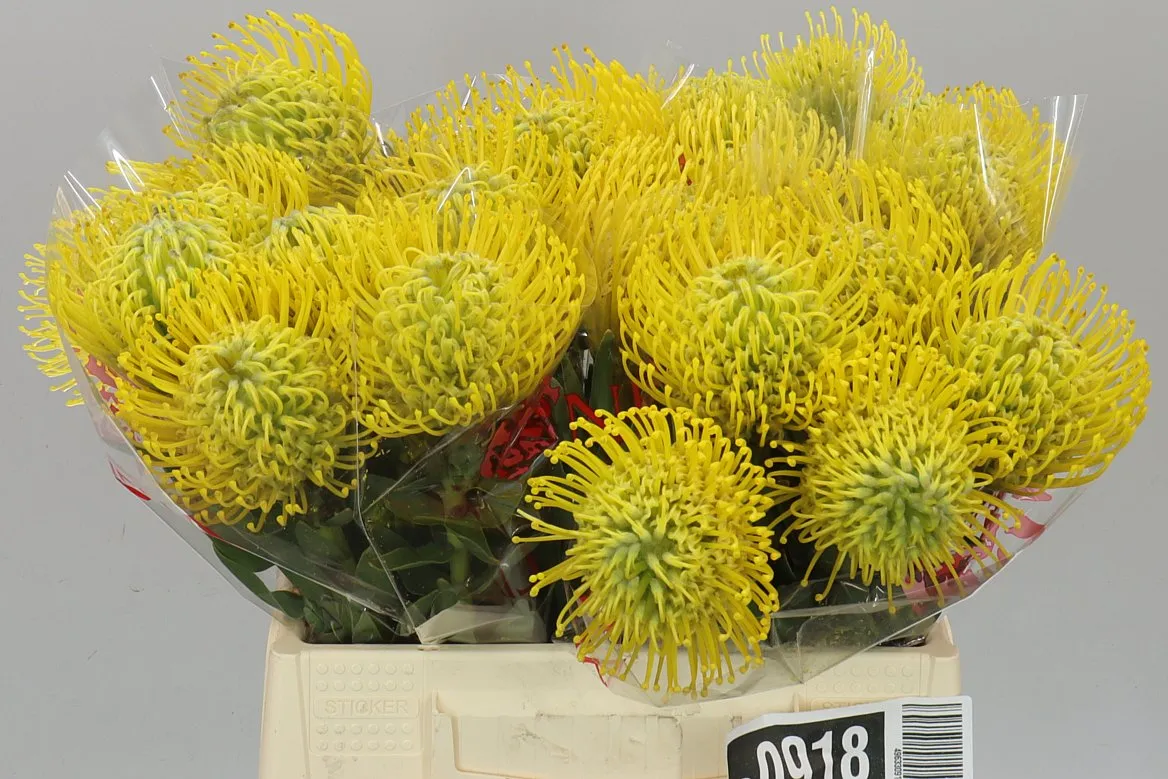 Leucospermum Yellow Pepper • 40 cm