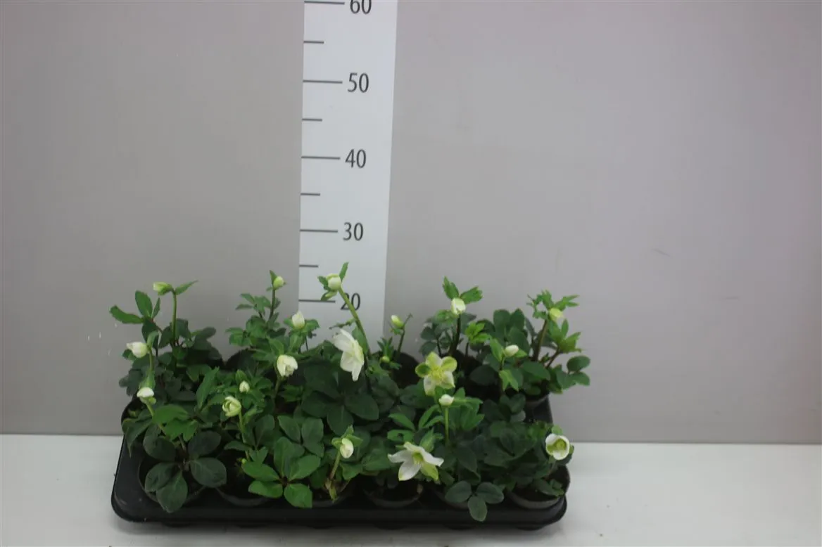 Helleborus Ni Little Star • črepník 9 cm