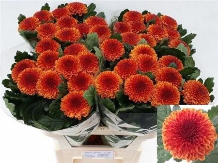 Chr G Kiev Bicolour • 80 cm