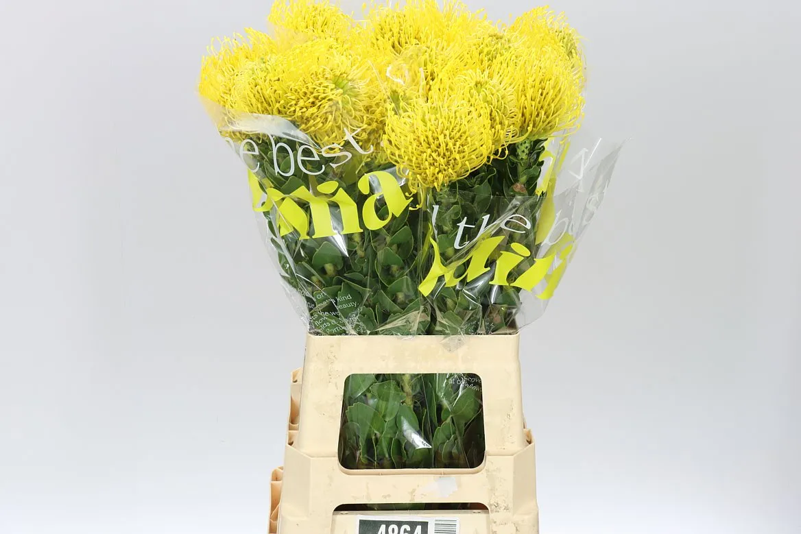 Leucospermum High Gold • 70 cm