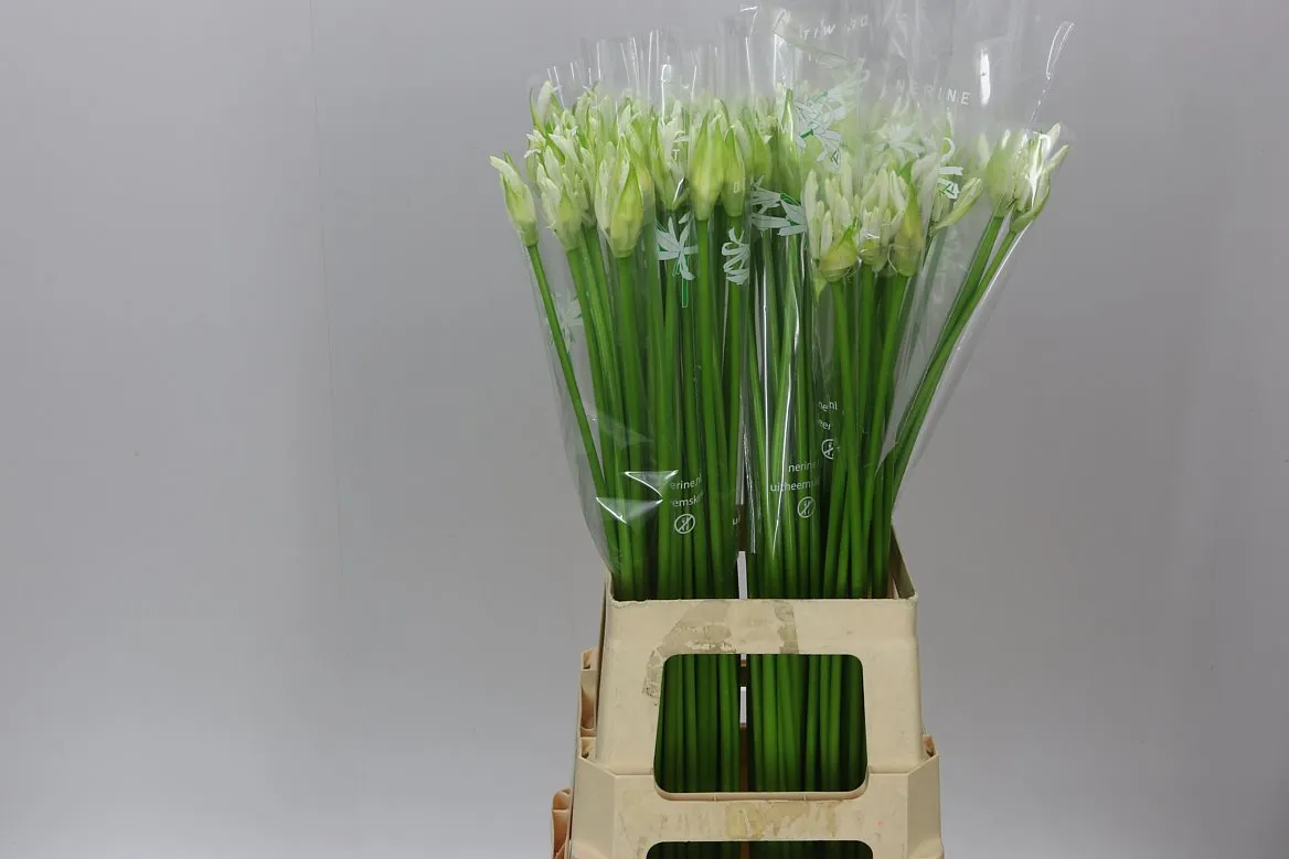 Nerine Bo Biancaneve • 70 cm