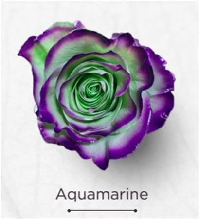 Ruža farbená Aquamarine, Ekvádor • 50 cm