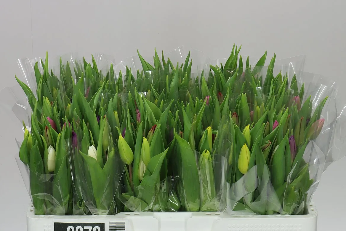 Tulip Mixed In Bunch
