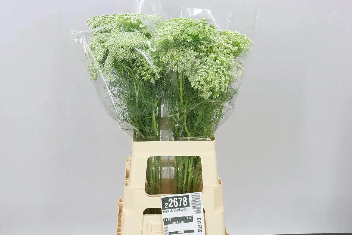 Ammi Vis Casablanca • 70 cm