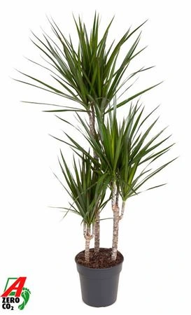 Dracéna Marginata 60-30-15 • črepník 21 cm