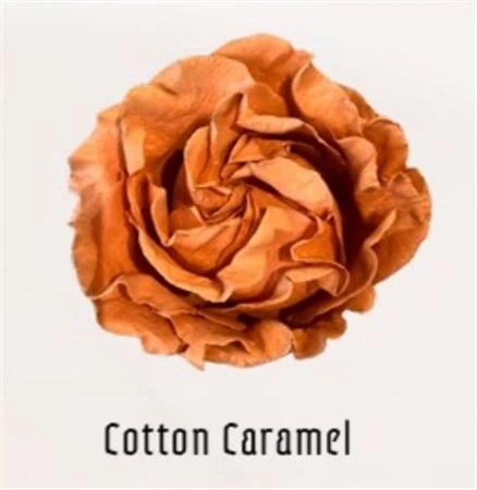 Ruža farbená Cotton Caramel, Ekvádor • 50 cm