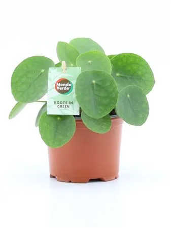 Pilea Peperomioides • črepník 12 cm