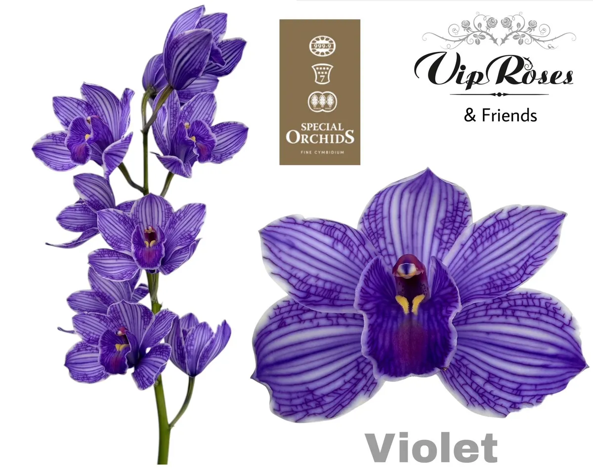 Cymb Dyed Violet • 80 cm