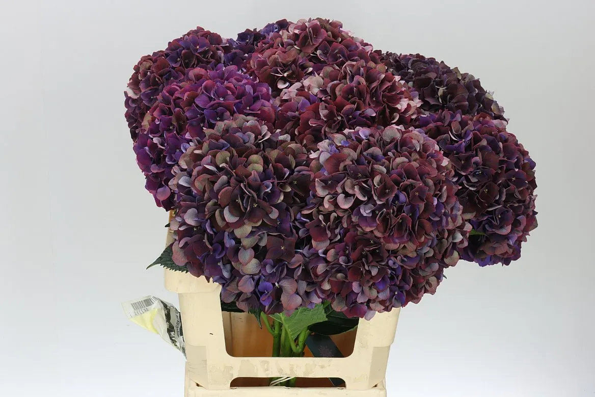 Hyd Ruby Aubergine Classic • 65 cm