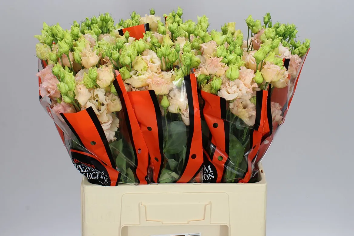 Eust Du Alissa L Apricot Waalzicht • 72 cm