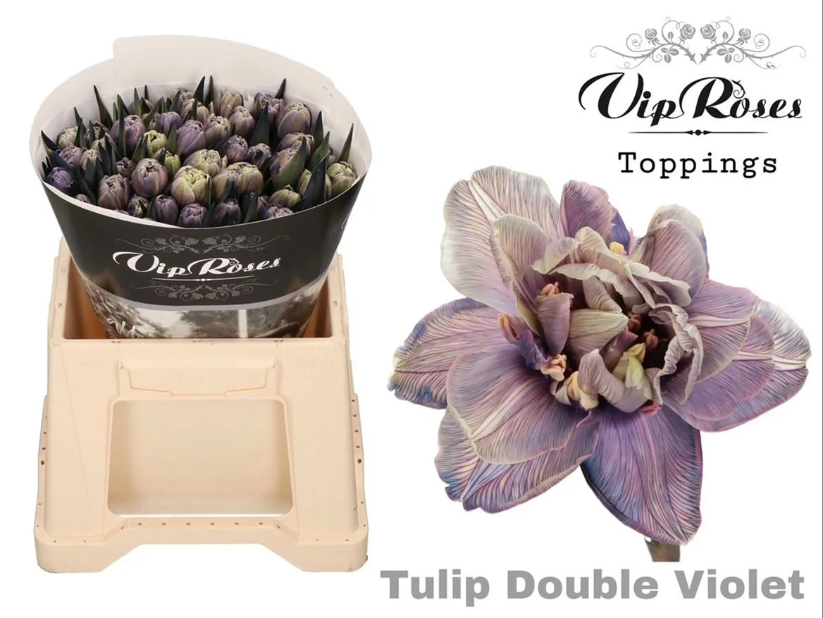 Tulipán plnokvetý VIP Double Violet