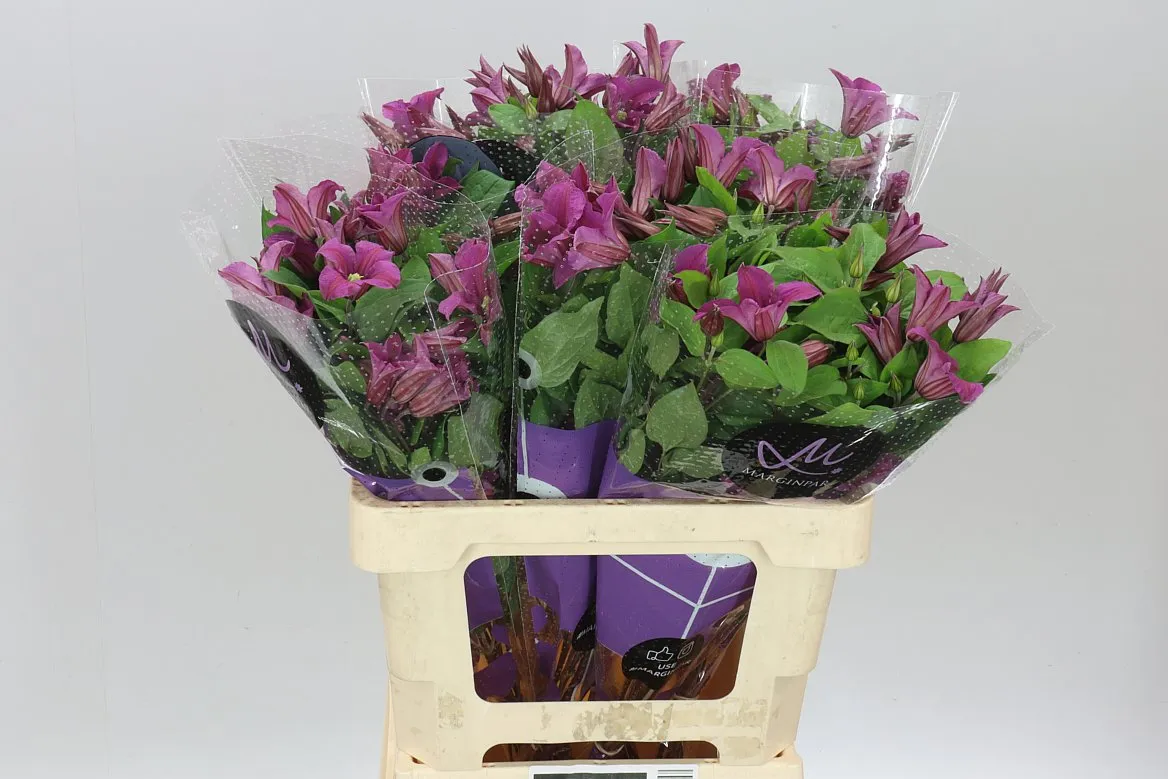 Clematis Amazing Kyiv • 60 cm