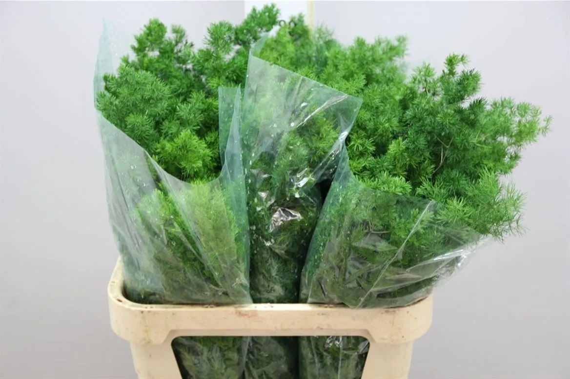Asparagus Umbellatus • 70 cm