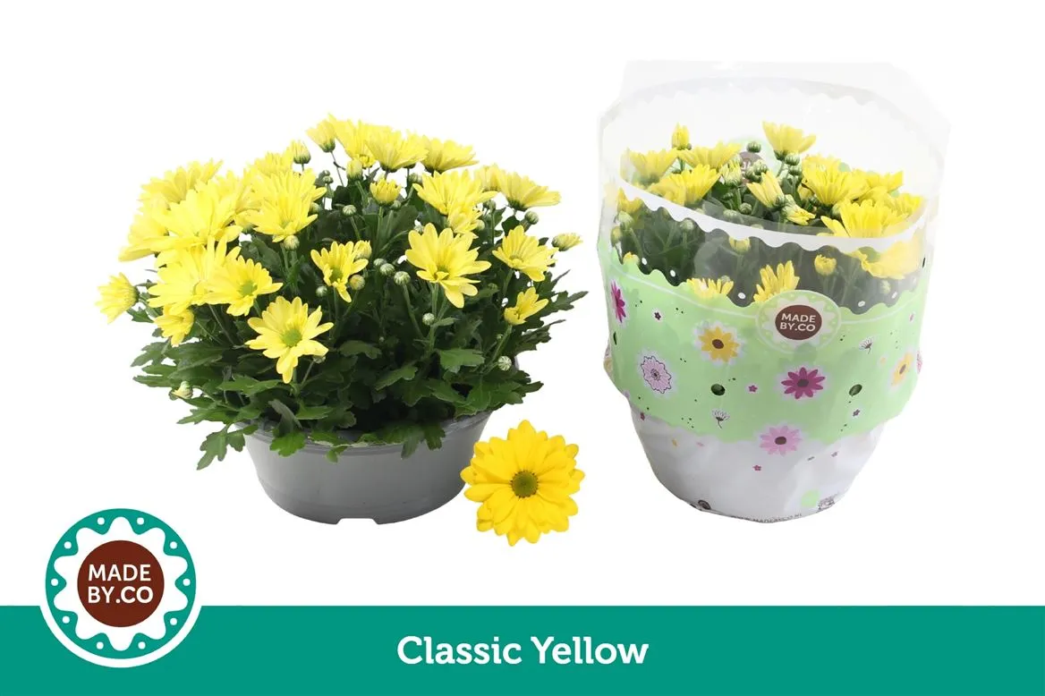 Chrysanth Geel • črepník 23 cm