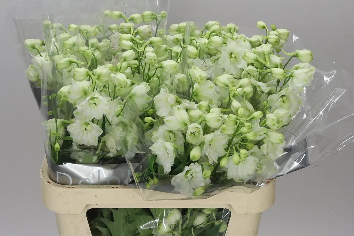 Stračonôžka Elatum Centurion White • 80 cm