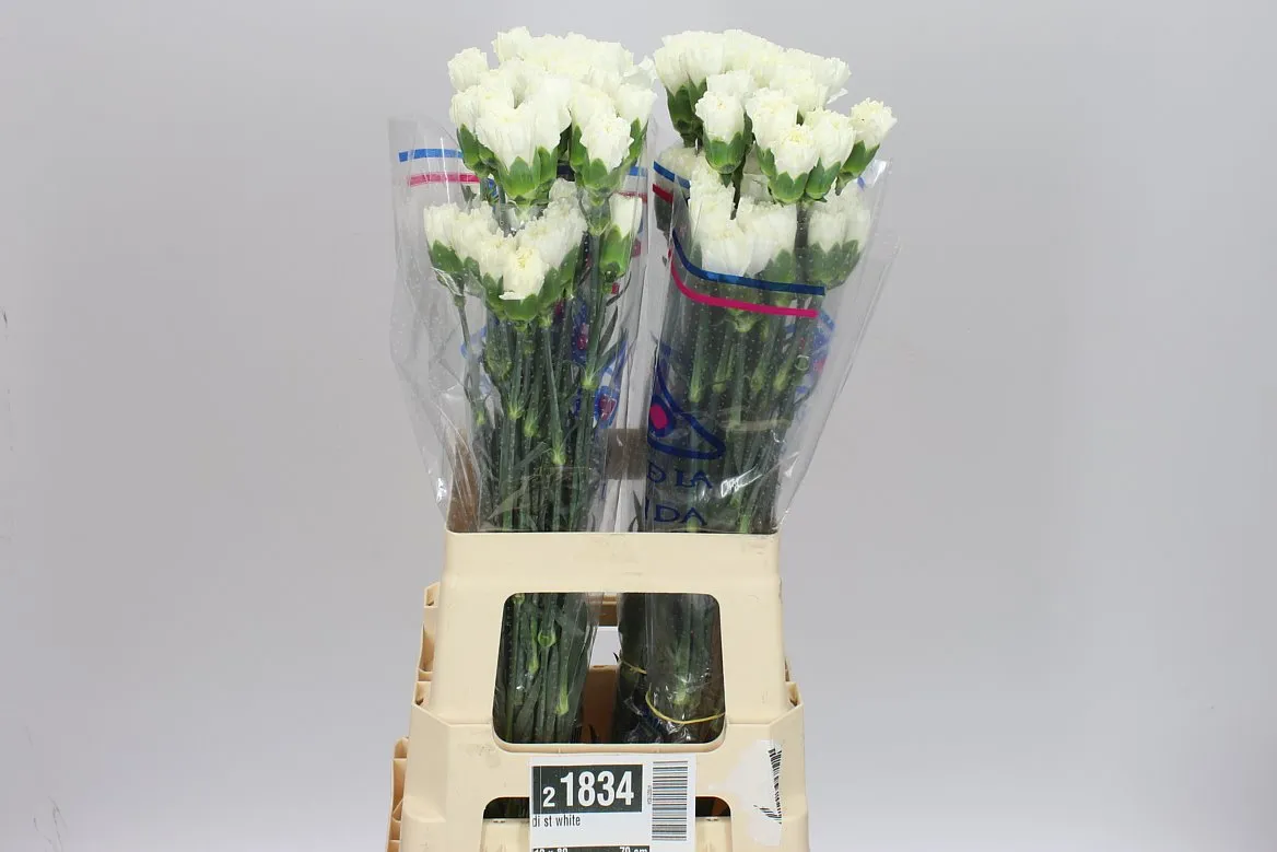 Di St White • 70 cm