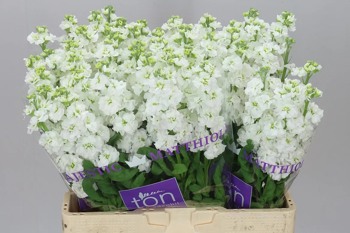 Matthiola White • 60 cm