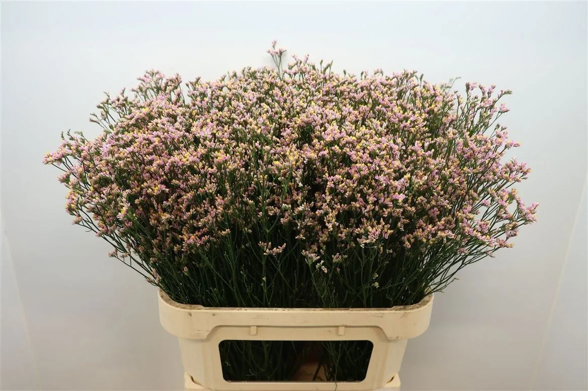 Limónium Sin Blush Dia • 80 cm