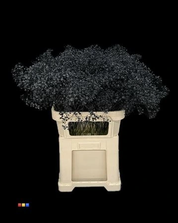Gypsofila Xlence Black • 80 cm