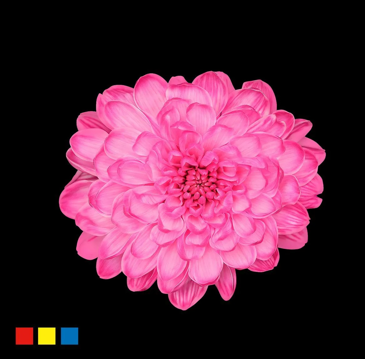 Chryzantéma trsová Altaj Cherry • 70 cm