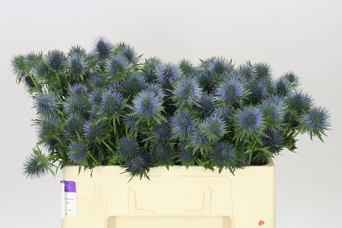 Eryngium Magnet • 50 cm