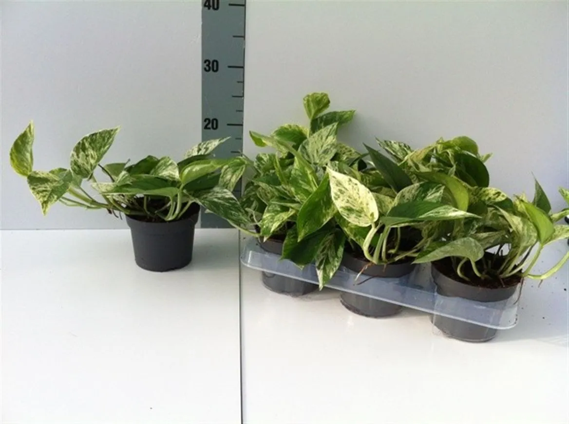 Epipremnum Marble Queen • črepník 12 cm