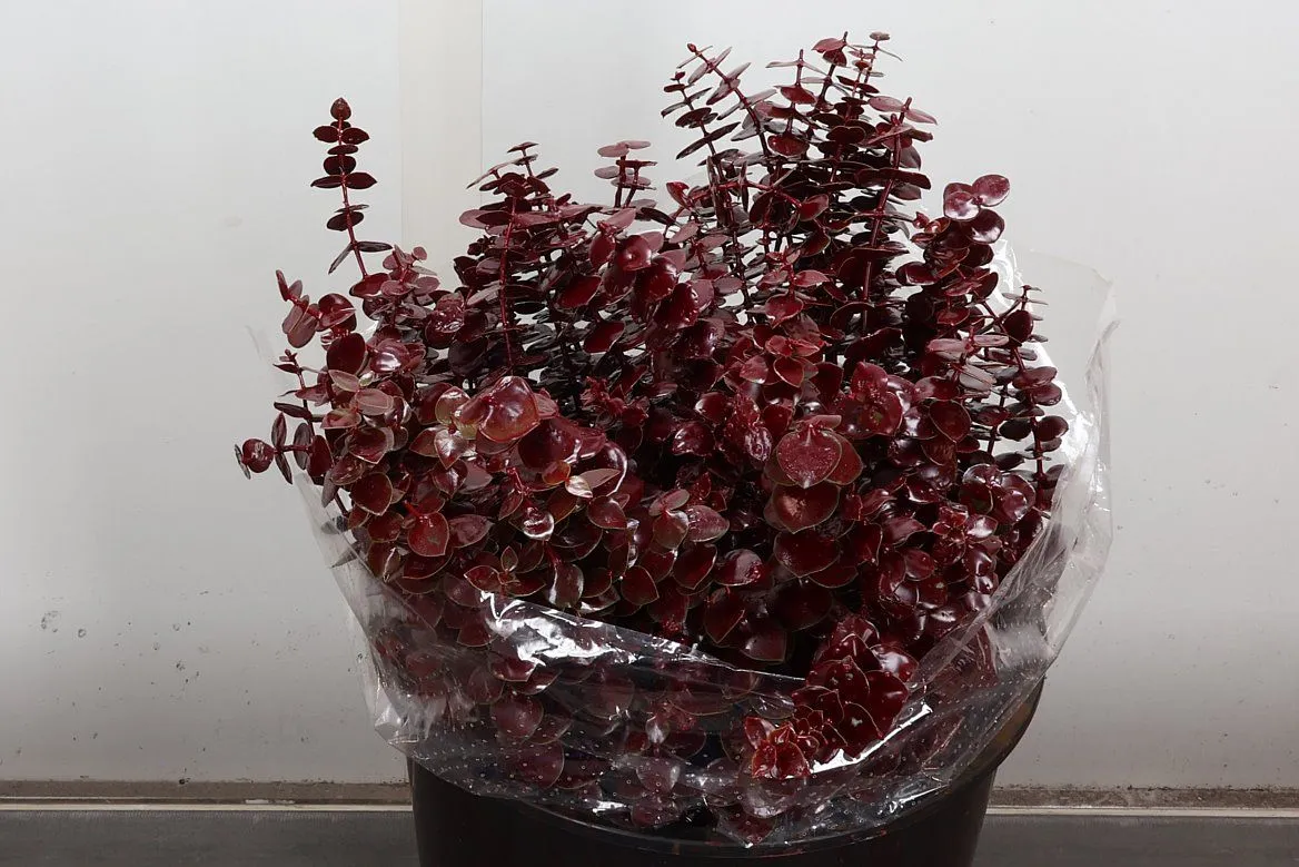 Eukalyptus Baby Blue Wx Bordeaux • 45 cm