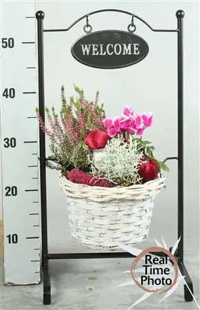 Arr Tuinplanten In Standaard Welcome • črepník 30 cm